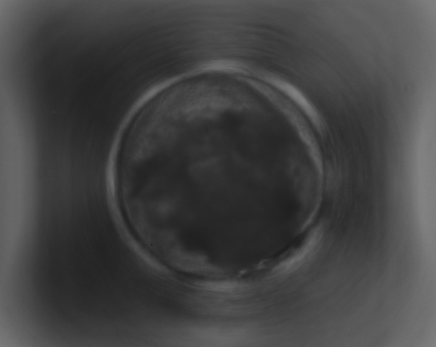 X0000100920999200807081147