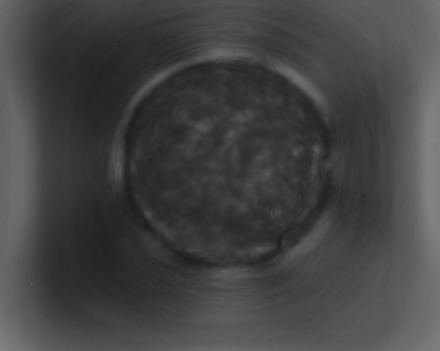 X0000100921021200807081146