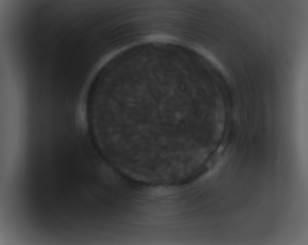 X0000100921022200807081146