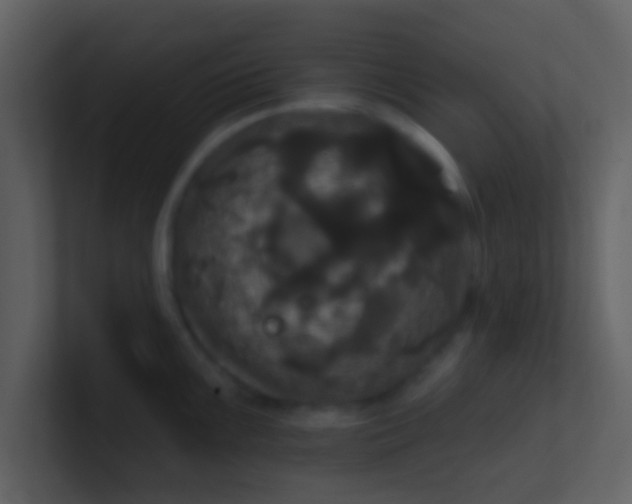 X0000100921099200807081145