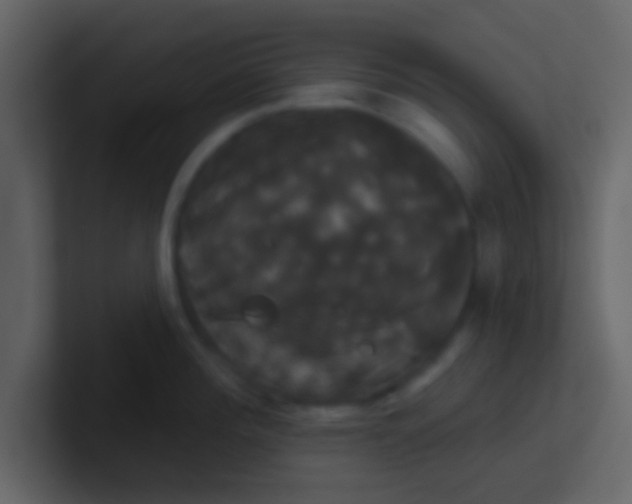 X0000100921196200807081144