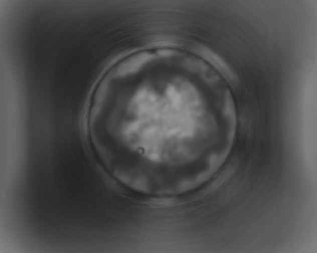 X0000100921236200807081144