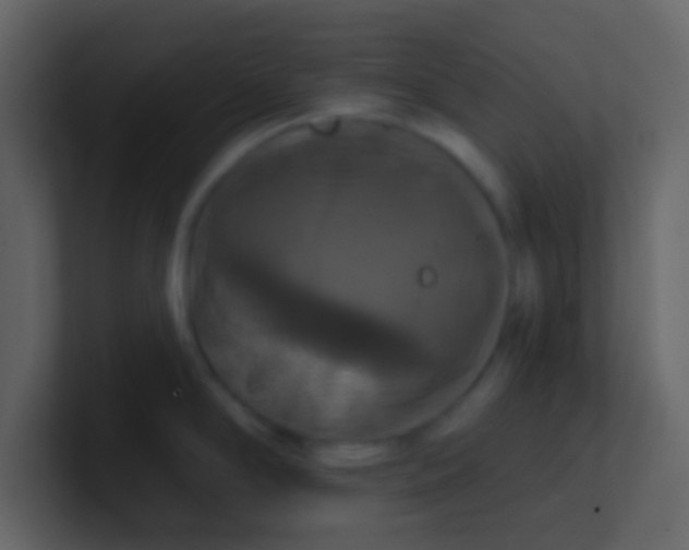 X0000100921294200807081143