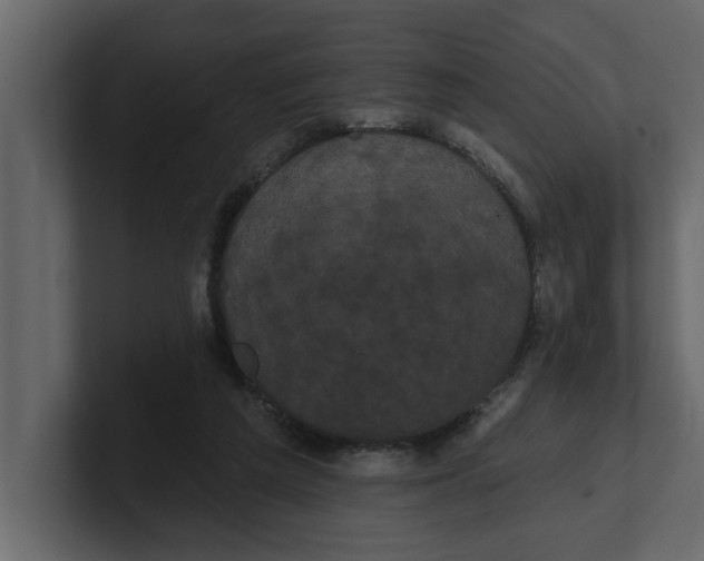 X0000100920209200807151229