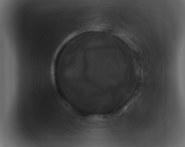 X0000100920244200807151228