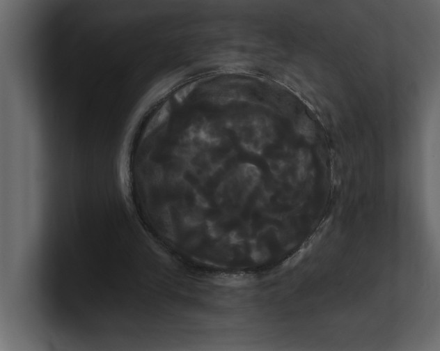 X0000100920245200807151228