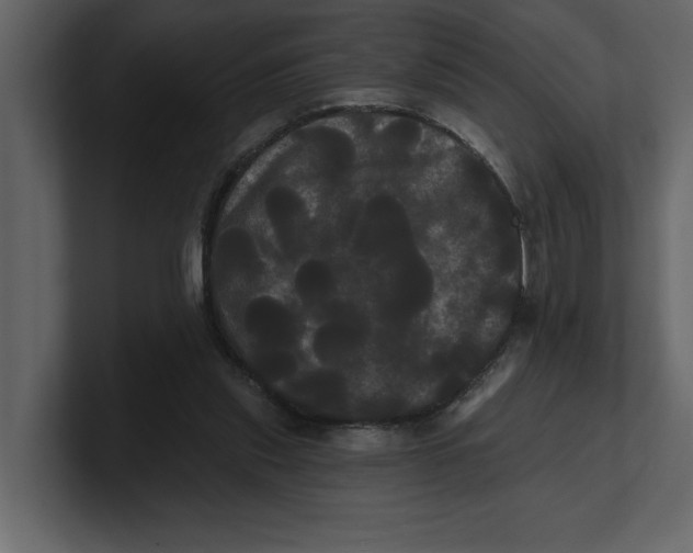 X0000100920253200807151228