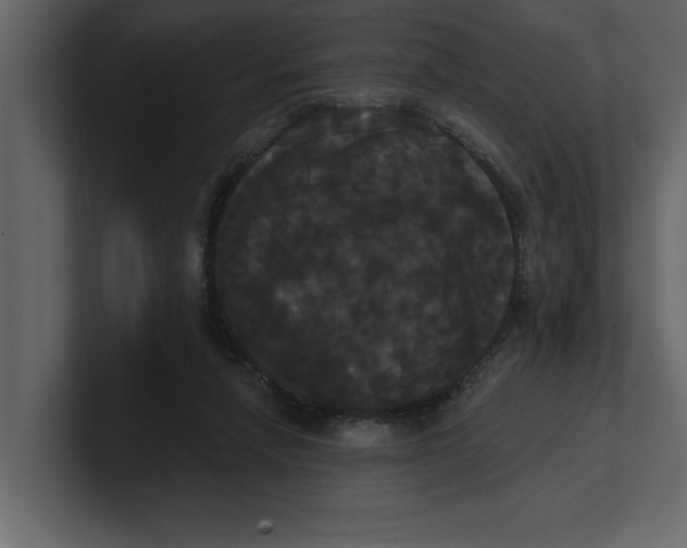 X0000100920258200807151228