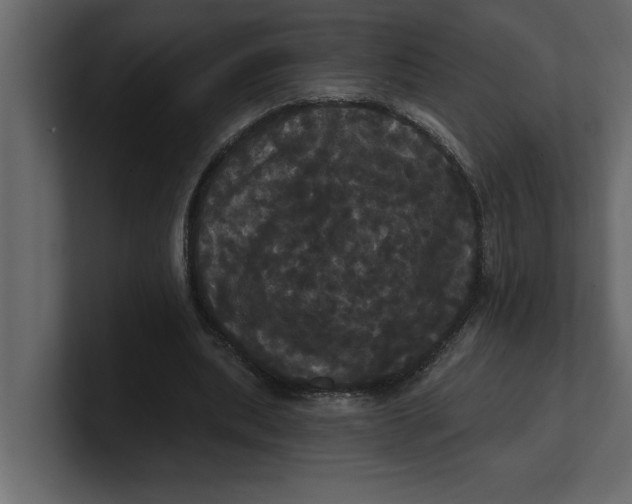 X0000100920439200807151225