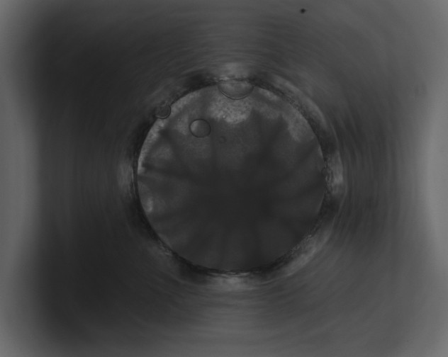 X0000100920523200807151225
