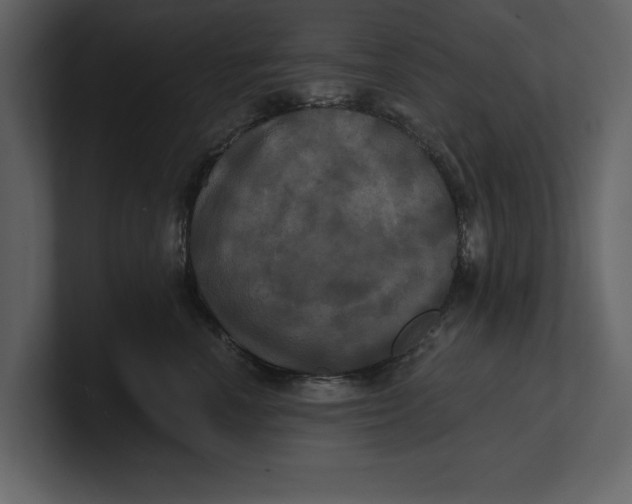 X0000100920666200807151223