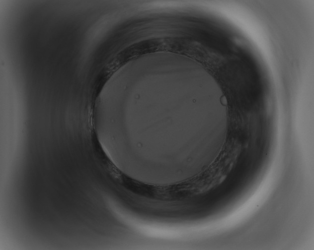 X0000100920766200807151222