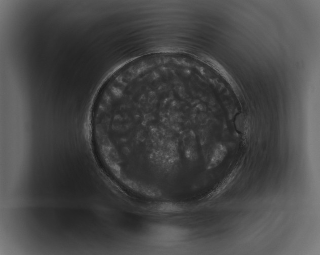 X0000100920787200807151221