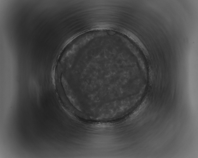 X0000100920842200807151220