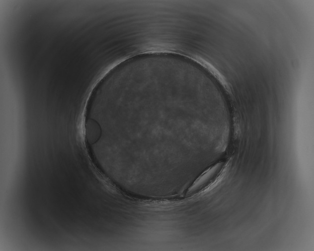 X0000100920885200807151219