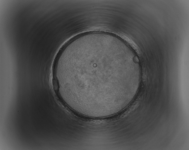 X0000100920888200807151219