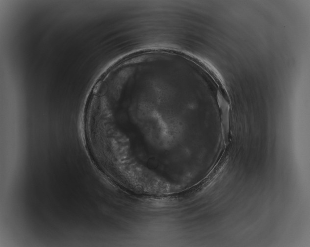 X0000100920895200807151219