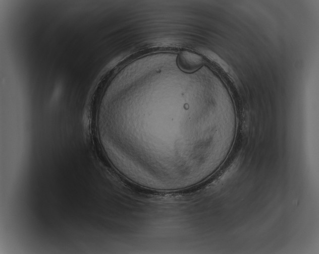 X0000100920922200807151219