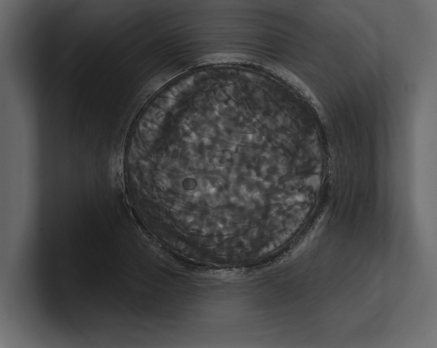 X0000100920937200807151219