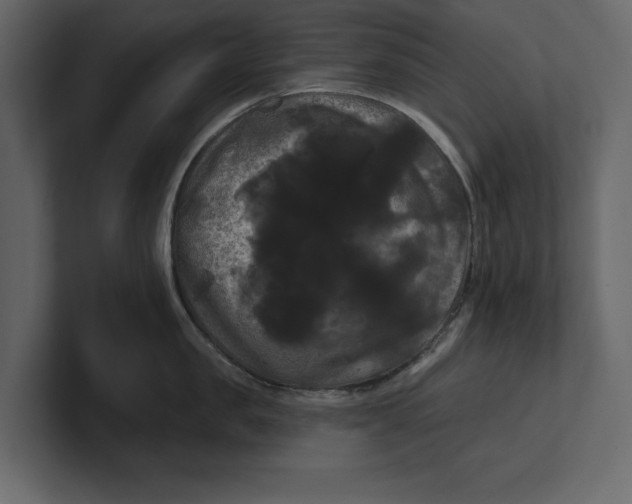 X0000100920957200807151219