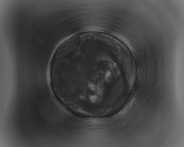 X0000100920987200807151218