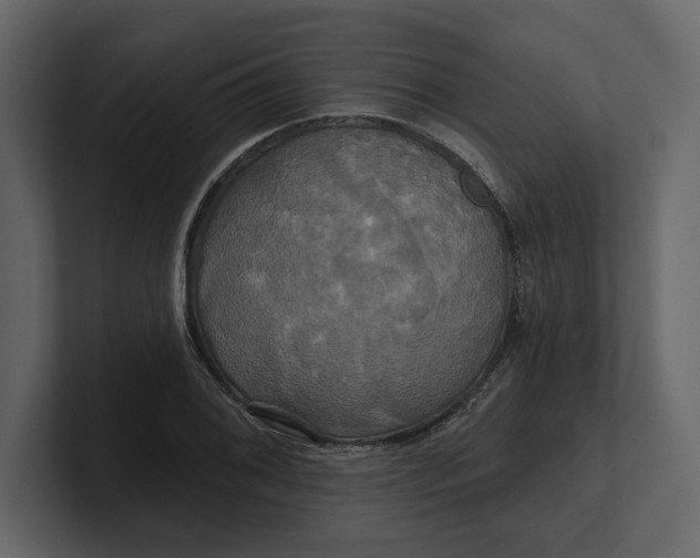 X0000100921076200807151217