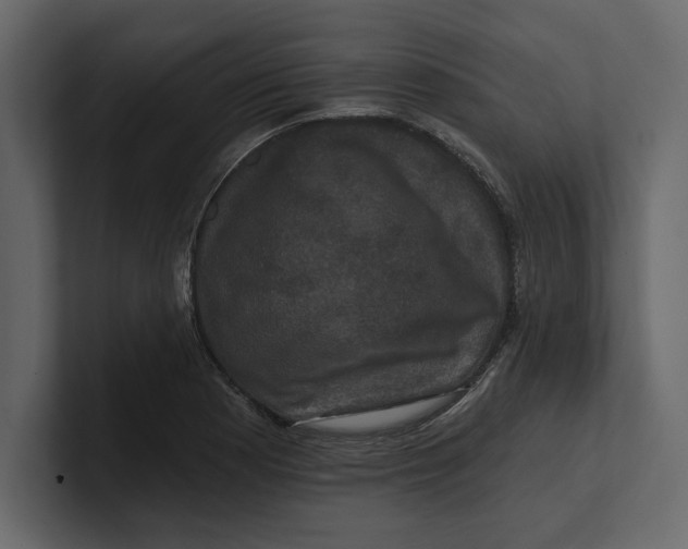 X0000100921177200807151215