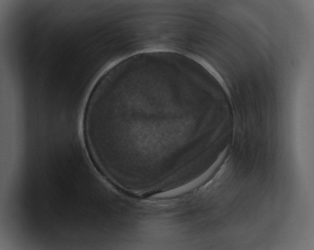 X0000100921197200807151215