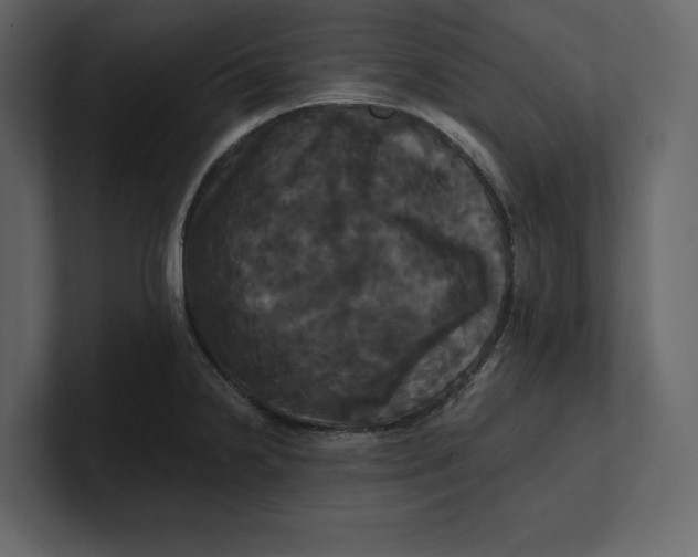 X0000100921238200807151215