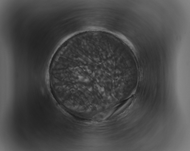 X0000100921287200807151214