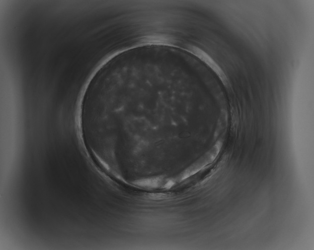 X0000100921339200807151214