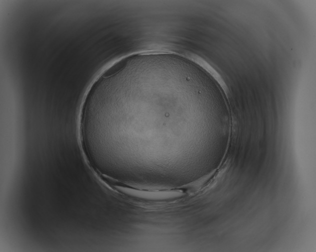 X0000100921485200807151211