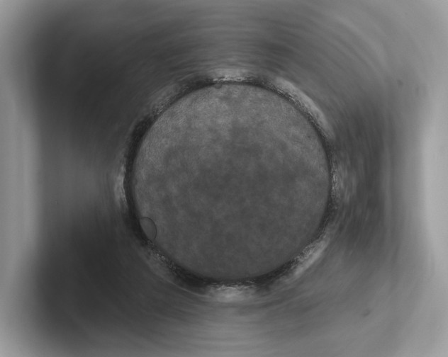 X0000100920209200807221123