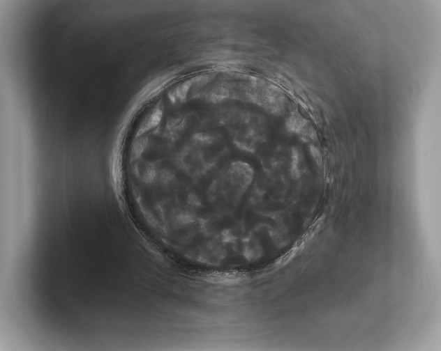 X0000100920245200807221122
