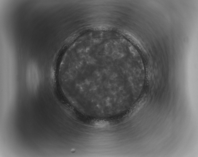 X0000100920258200807221122