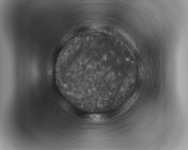 X0000100920265200807221122
