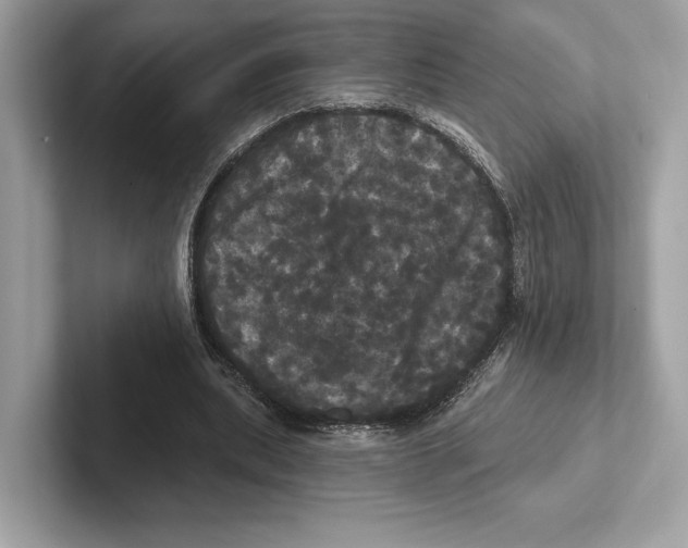 X0000100920439200807221119