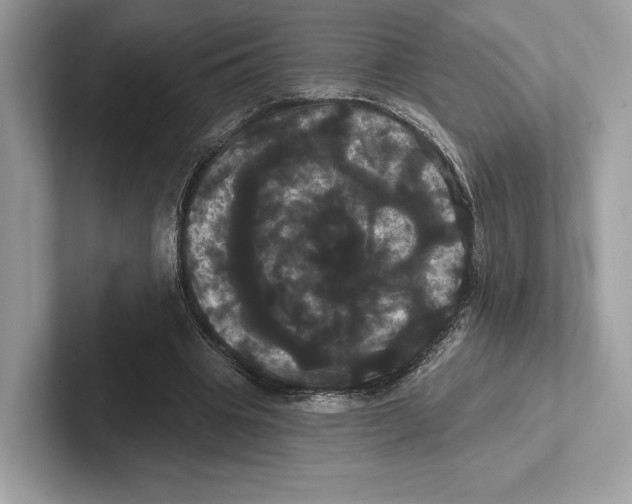 X0000100920441200807221119
