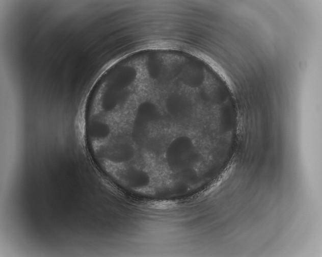 X0000100920837200807221114