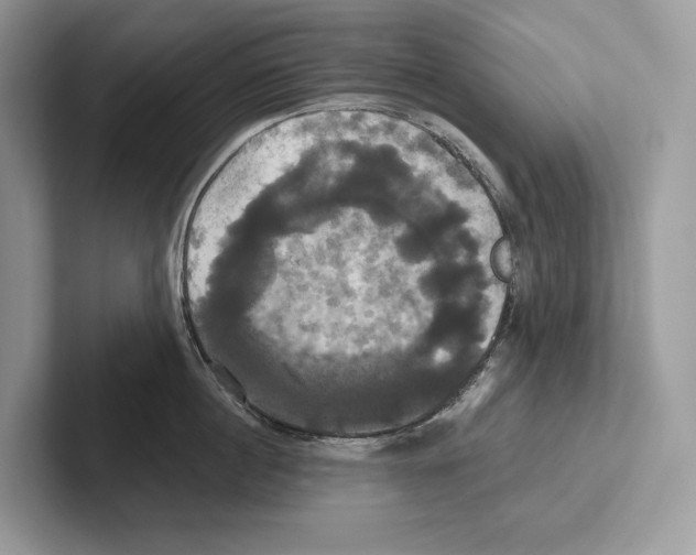 X0000100920860200807221114