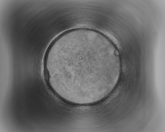 X0000100920888200807221113