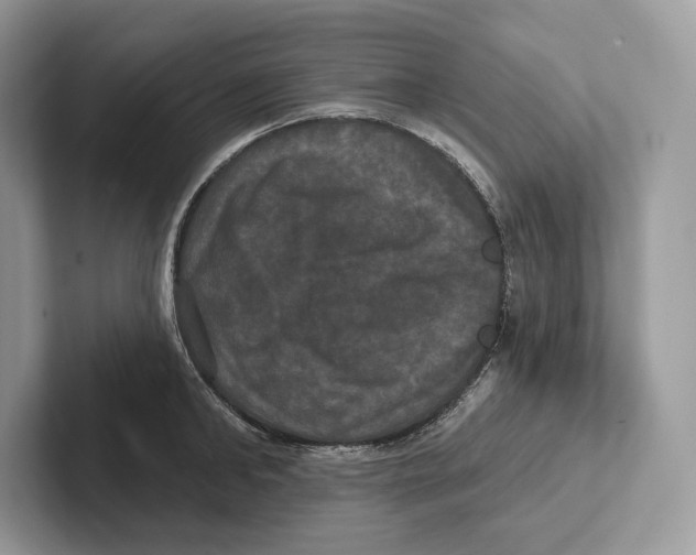 X0000100920902200807221113