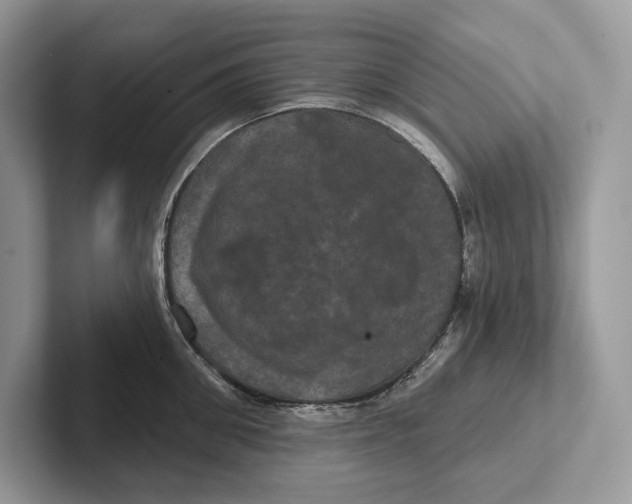X0000100920906200807221113