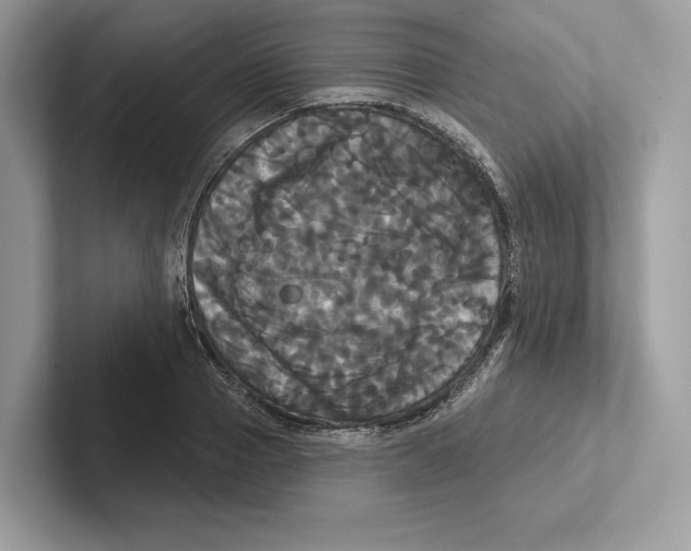 X0000100920937200807221113