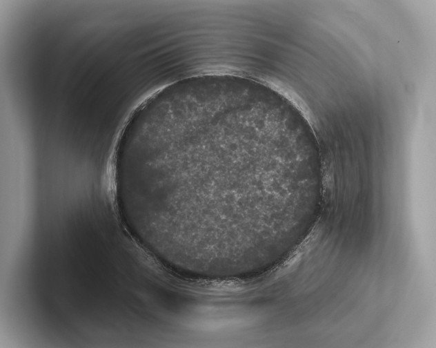 X0000100920979200807221112