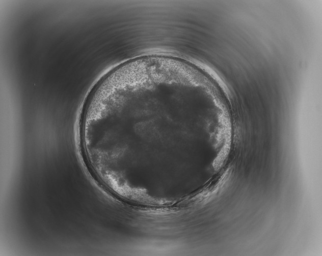 X0000100920999200807221112