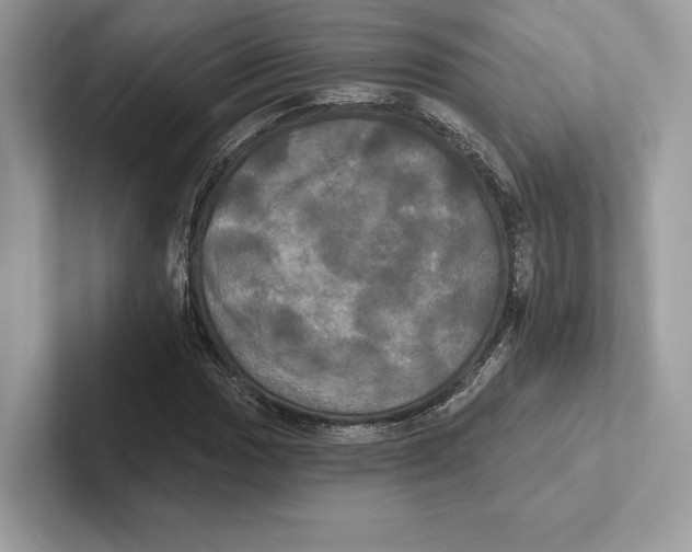 X0000100921017200807221111