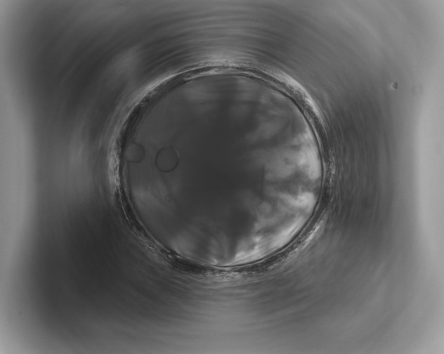 X0000100921019200807221111