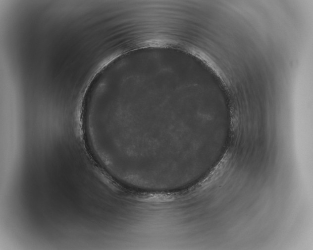 X0000100921026200807221111