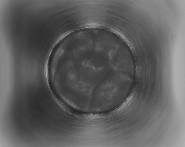 X0000100921034200807221111